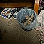 Milkdud is registered to the contest to win money with this photo: kitten, cat, trash_bin, carpet, shoes, clothing, book, indoor, curious, paws, furniture, wood, plastic_bag, floor, pet, animal, small, cute, exploring, messy