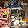 Milkdud joined the competition — help win amazing prizes! kitten, cat, medicine_bottles, plastic_container, pink_crate, blanket, furniture, indoor, pet, curious, clutter, table, pill_bottles, small_cat, fur, domestic_cat, animal, resting, medicine, household