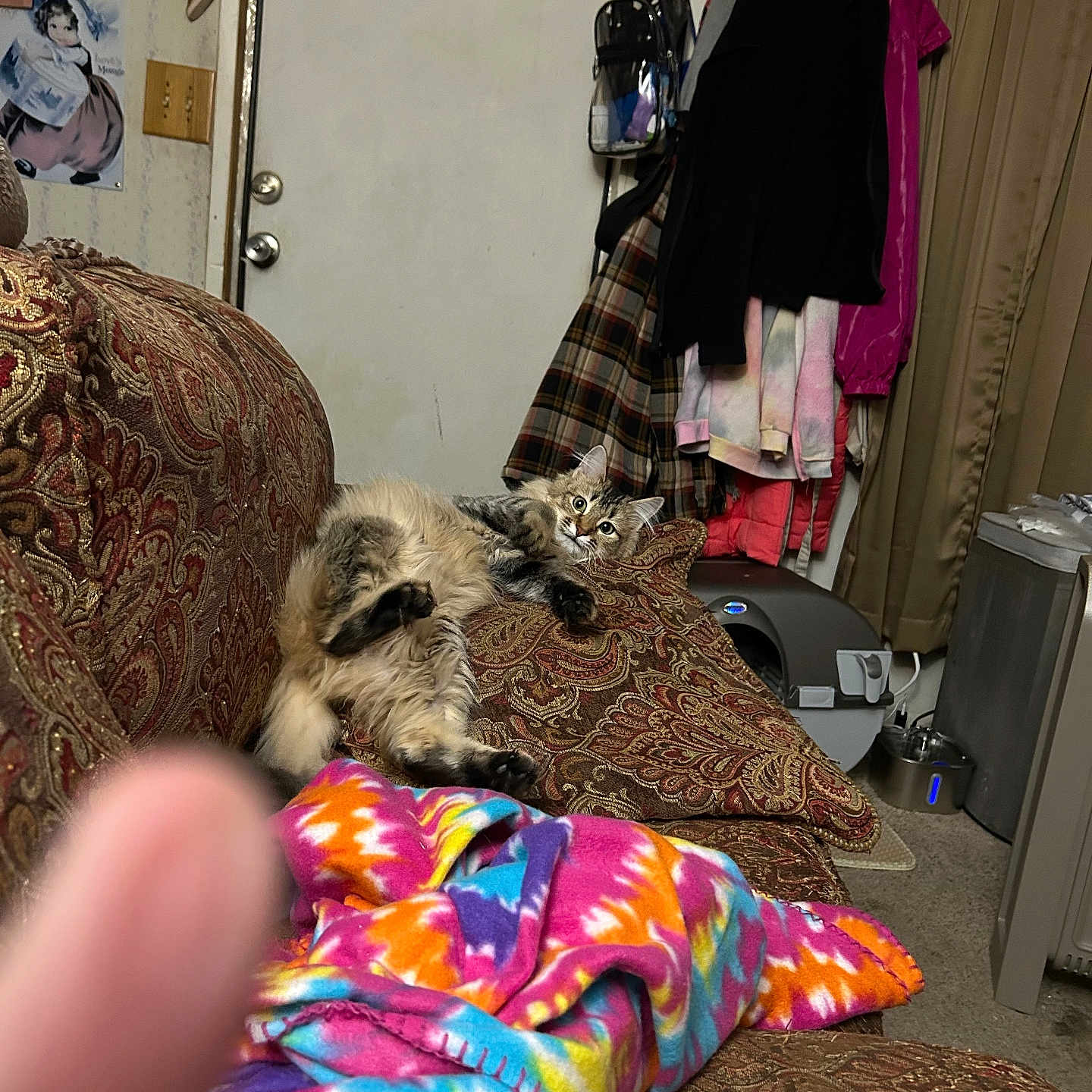 Milkdud joined the competition — help win amazing prizes! animal, blanket, carpet, cat, clothing, coat, couch, curious, curtain, door, face, fur, furniture, hanger, home, indoor, pattern, paw, pet, relaxing