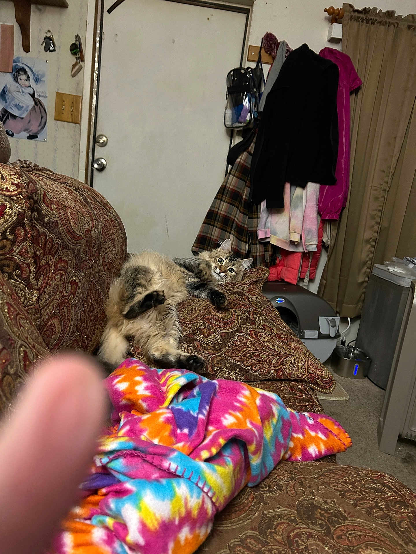 Milkdud joined the competition — help win amazing prizes! cat, couch, blanket, indoor, fur, pattern, door, curtain, clothing, coat, hanger, carpet, pet, furniture, relaxing, home, animal, paw, face, curious