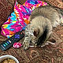 cat, tabby, lollipop, couch, patterned_fabric, remote_control, tie_dye_blanket, snacks, bowl, indoor, pet, curious, resting, colorful, furniture, close_up, cozy, animal, domestic_cat, living_room
