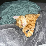 Simba a rejoint le concours — aidez-le/la à gagner de superbes lots ! cat, sleeping, orange_tabby, blanket, cozy, indoor, pet, fur, relaxed, cute, resting, soft_texture, domestic_animal, animal, comfort, nap, feline, home, warm, peaceful