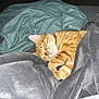 cat, sleeping, orange_tabby, blanket, cozy, indoor, pet, fur, relaxed, cute, resting, soft_texture, domestic_animal, animal, comfort, nap, feline, home, warm, peaceful