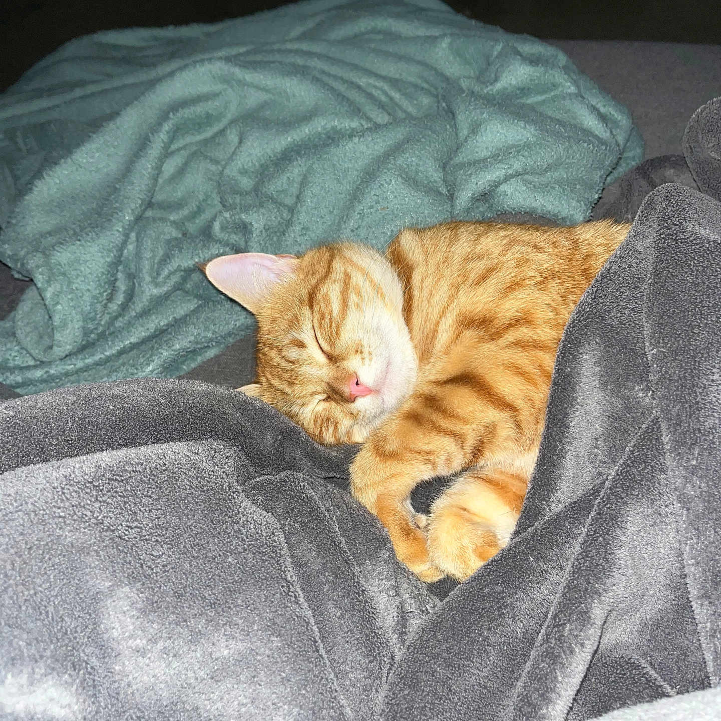 Simba a rejoint le concours — aidez-le/la à gagner de superbes lots ! animal, blanket, cat, comfort, cozy, cute, domestic_animal, feline, fur, home, indoor, nap, orange_tabby, peaceful, pet, relaxed, resting, sleeping, soft_texture, warm