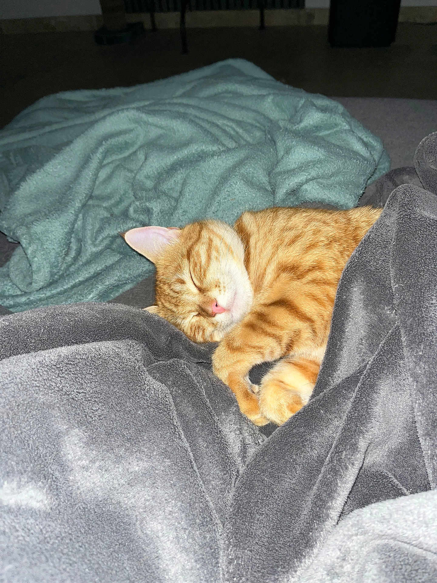 Simba a rejoint le concours — aidez-le/la à gagner de superbes lots ! cat, sleeping, orange_tabby, blanket, cozy, indoor, pet, fur, relaxed, cute, resting, soft_texture, domestic_animal, animal, comfort, nap, feline, home, warm, peaceful