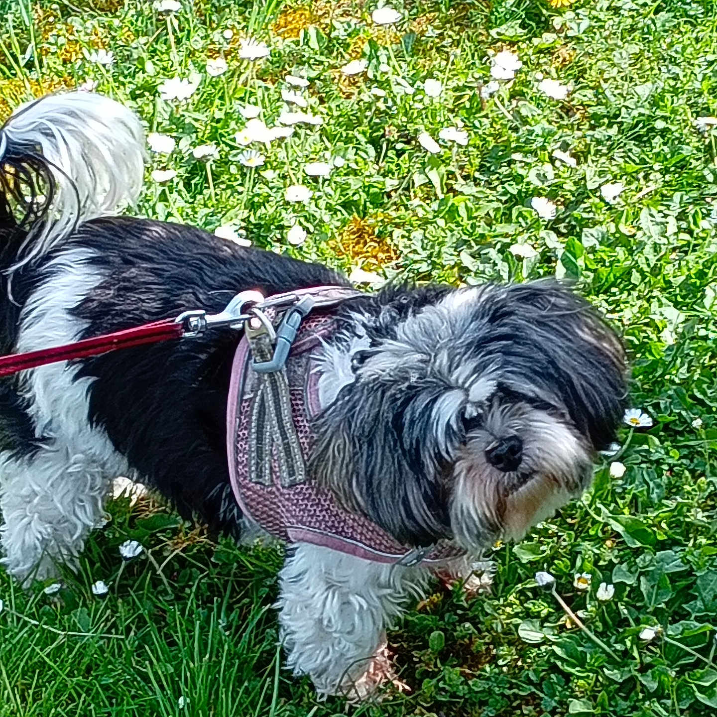 Lady a rejoint le concours — aidez-le/la à gagner de superbes lots ! accessories, animal, canine, dog, field, flower, grass, grassland, herbal, herbs, lawn, leash, nature, outdoors, pet, plant, puppy, strap, terrier, vegetation