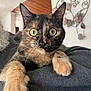 animal, cat, close_up, cozy, curious, cute, domestic, eyes, feline, fur, gray_sweater, home, indoor, mammal, paws, pet, portrait, resting, tortoiseshell, whiskers