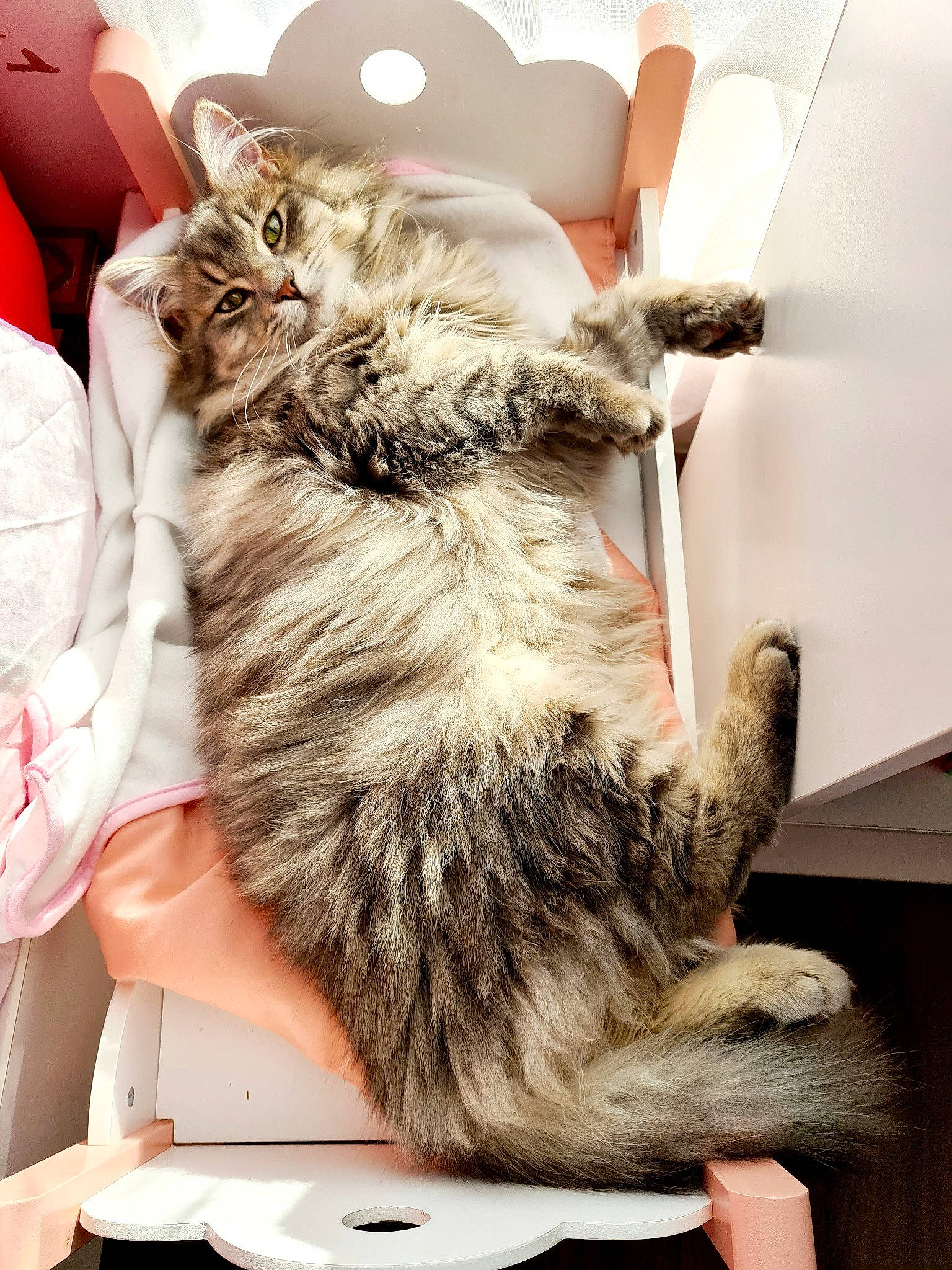 Moumouna participe au concours pour gagner de l'argent avec cette photo : canidae, carnivore, cat, chair, claw, companion_dog, dog_breed, domestic_short_haired_cat, dress, fashion_design, fawn, felidae, fur, gesture, human_leg, paw, small_to_medium_sized_cats, tail, thigh, whiskers