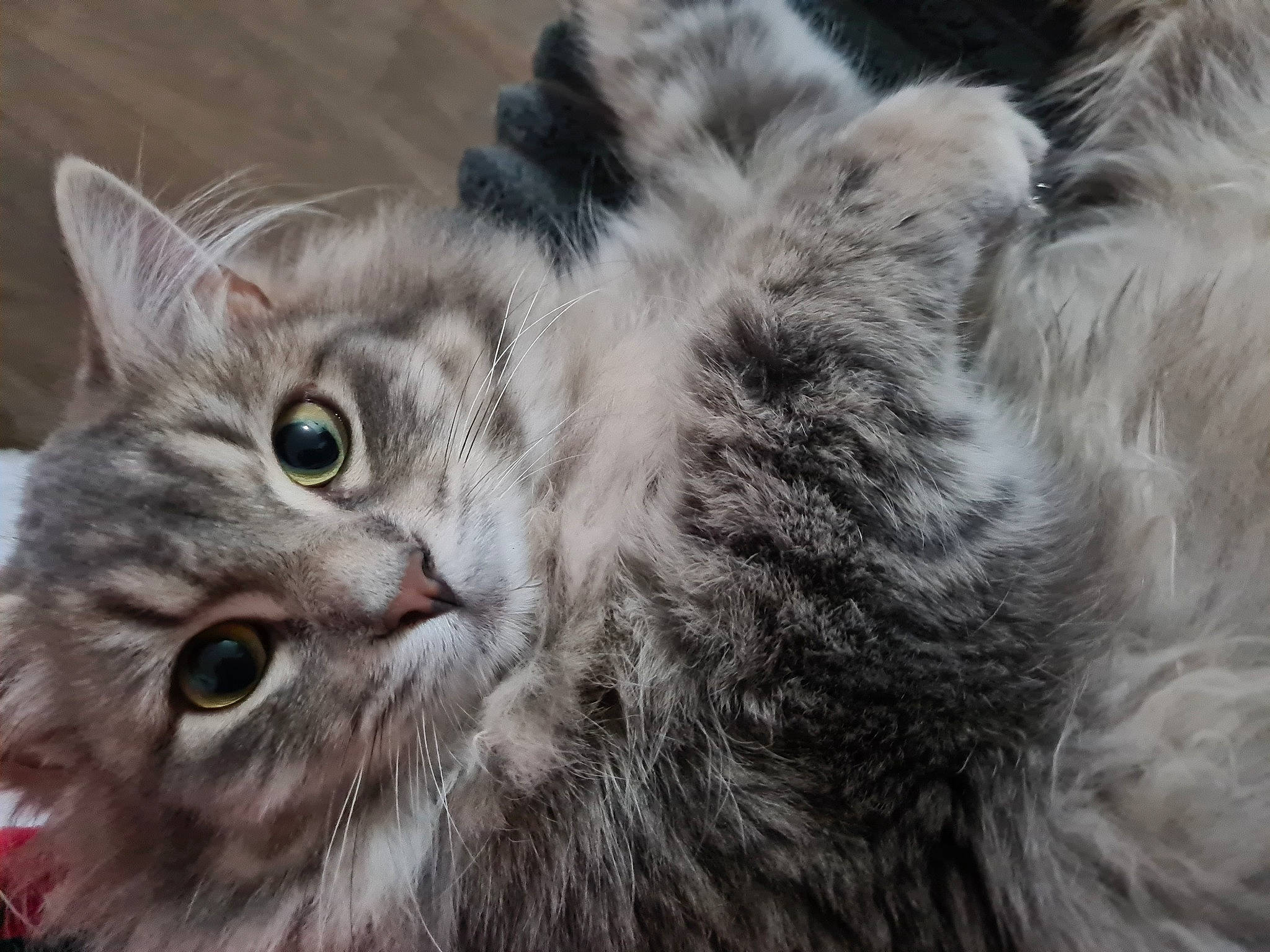 Moumouna participe au concours pour gagner de l'argent avec cette photo : carnivore, cat, close_up, domestic_short_haired_cat, felidae, fur, grey, maine_coon, small_to_medium_sized_cats, snout, terrestrial_animal, whiskers, wildlife