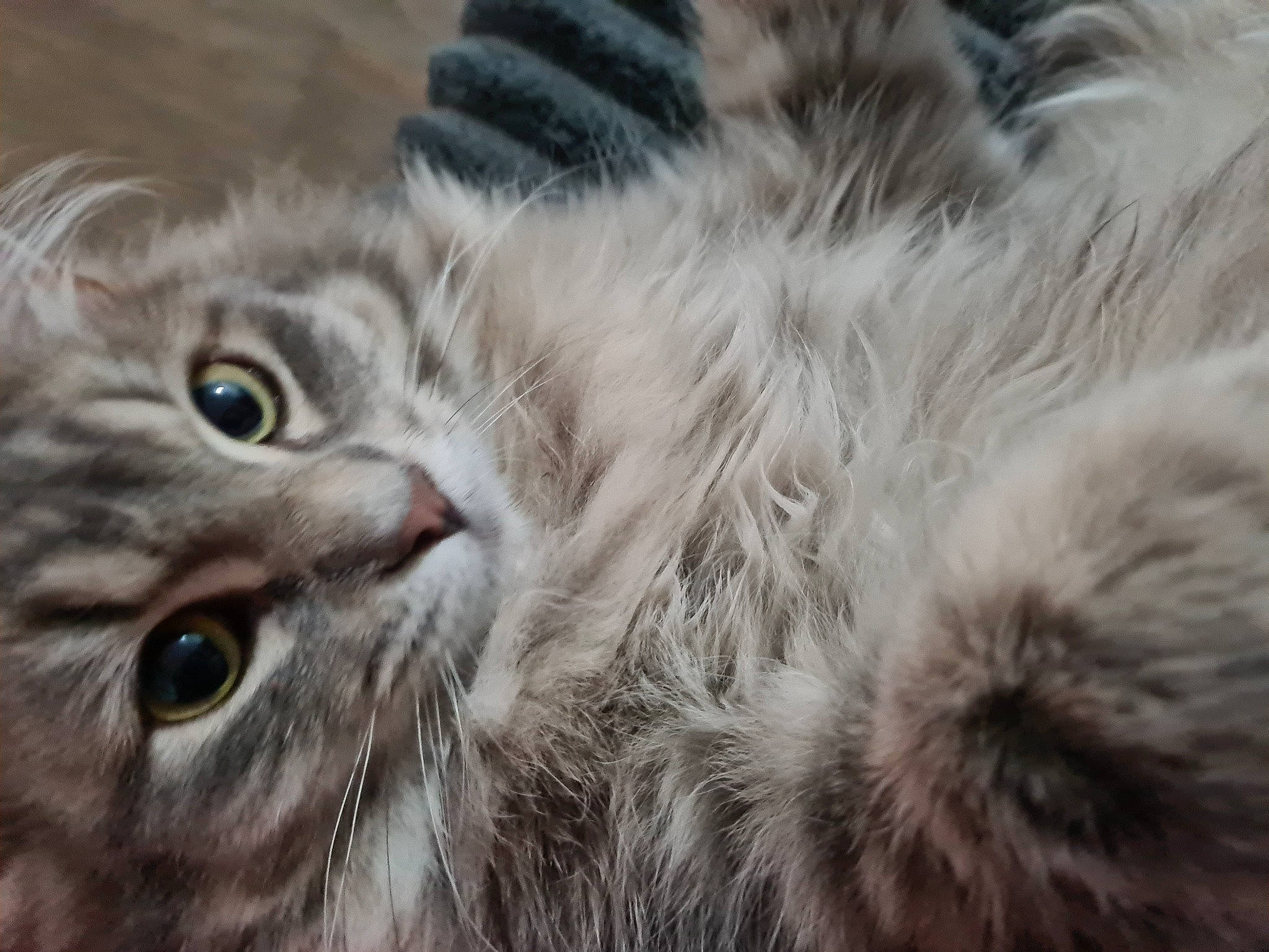 Moumouna a rejoint le concours — aidez-le/la à gagner de superbes lots ! carnivore, cat, felidae, fur, grey, macro_photography, natural_material, paw, small_to_medium_sized_cats, snout, terrestrial_animal, whiskers