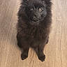 adorable, alert, animal, black, canine, companion, cute, dog, domestic, ears, fluffy, friendly, fur, indoor, looking_up, pet, portrait, sitting, small_dog, wooden_floor