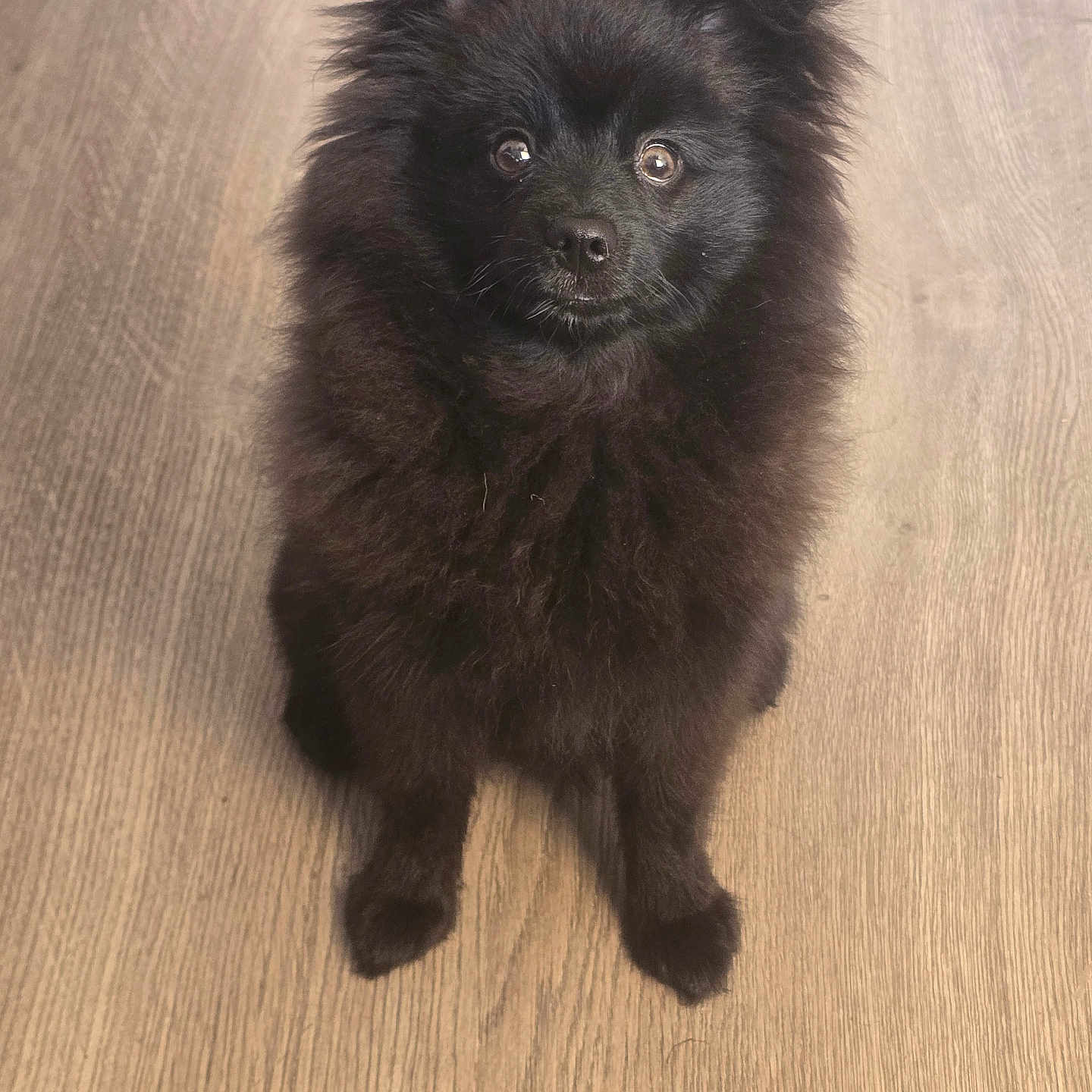 Brito-S participe au concours pour gagner de l'argent avec cette photo : adorable, alert, animal, black, canine, companion, cute, dog, domestic, ears, fluffy, friendly, fur, indoor, looking_up, pet, portrait, sitting, small_dog, wooden_floor