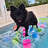 Brito-S participe au concours pour gagner de l'argent avec cette photo : animal, black_dog, colorful, dog, fun, greenery, happy, human_arm, inflatable_float, outdoor, pet, playful, pool, sky, summer, sunny, tongue_out, toy, wall, water
