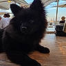 Brito-S a rejoint le concours — aidez-le/la à gagner de superbes lots ! animal, black_dog, cafe, canine, companion, daylight, dog, fluffy, fur, leisure, outdoor, people, pet, portrait, relaxation, sky, sunset, table, umbrella, wood