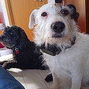 Olga a rejoint le concours — aidez-le/la à gagner de superbes lots ! dog, white_dog, black_dog, indoor, pet, fur, curious, relaxed, human_leg, jeans, boot, collar, floor, bed, door, background, animal, companions, casual, cozy