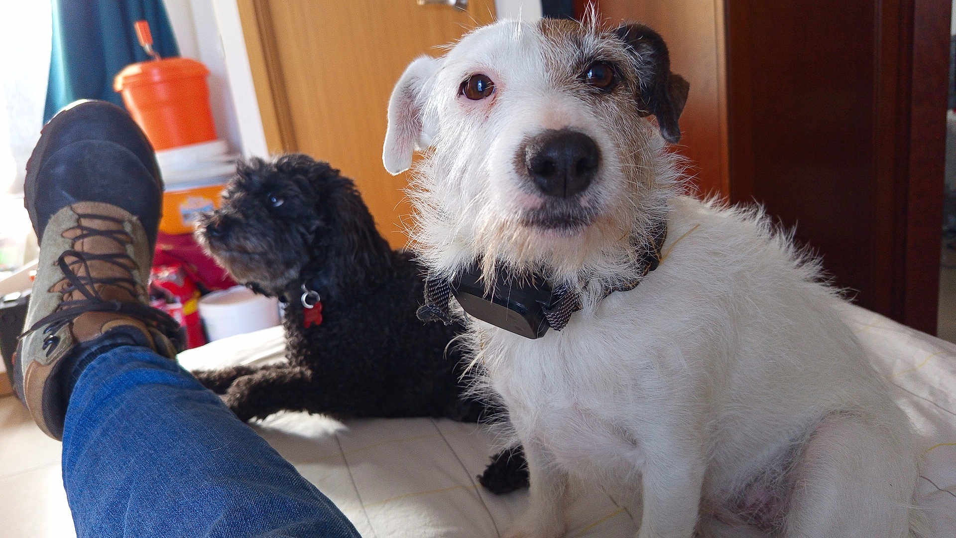 Olga a rejoint le concours — aidez-le/la à gagner de superbes lots ! dog, white_dog, black_dog, indoor, pet, fur, curious, relaxed, human_leg, jeans, boot, collar, floor, bed, door, background, animal, companions, casual, cozy