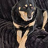 alert, animal, black_and_tan, canine, companion, couch, cozy, crossed_paws, dog, domestic, fur, furniture, indoors, looking_away, paws, pet, portrait, relaxed, resting, seated