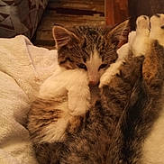 Junior joined the competition — help win amazing prizes! animal, blanket, cat, comfort, cozy, cute, feline, fur, home, indoor, kitten, paws, pet, relaxing, resting, sleeping, sleepy, soft, tabby, young