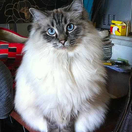 Milo joined the competition — help win amazing prizes!