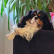 Ulixes participe au concours pour gagner de l'argent avec cette photo : animal, cavalier_king_charles_spaniel, couch, cozy, dog, domestic, fur, furniture, greenery, home, indoor, leaf, nap, nature, pet, plant, portrait, relaxed, resting, sleeping