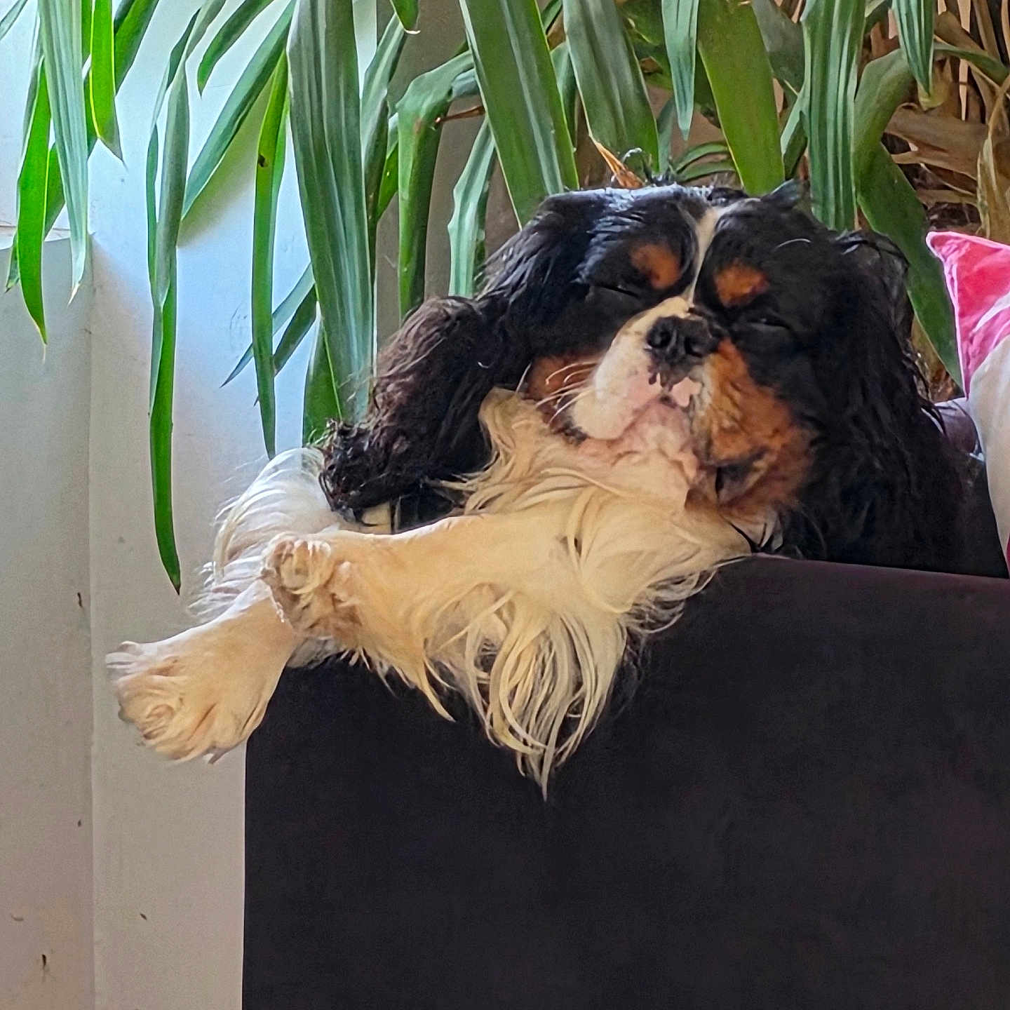 Ulixes participe au concours pour gagner de l'argent avec cette photo : animal, cavalier_king_charles_spaniel, couch, cozy, dog, domestic, fur, furniture, greenery, home, indoor, leaf, nap, nature, pet, plant, portrait, relaxed, resting, sleeping