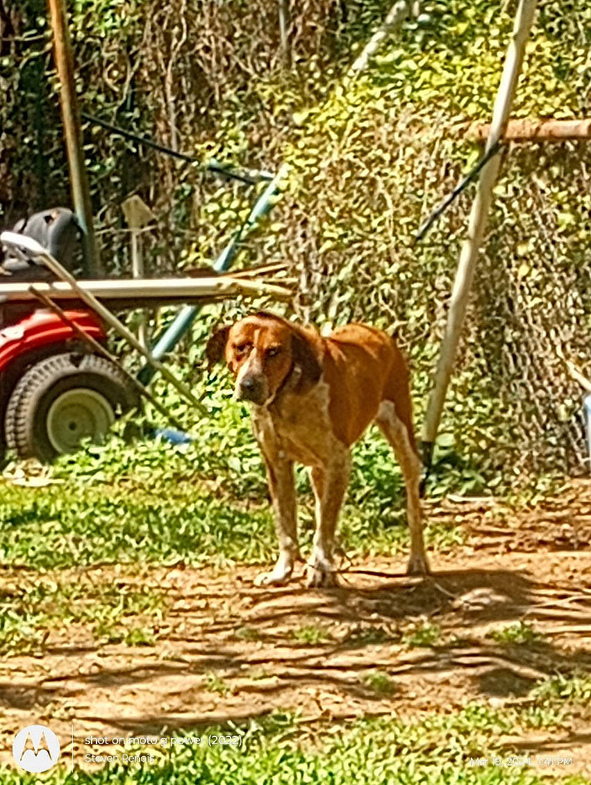 Tam Ann Renois is registered to the contest to win money with this photo: art, carnivore, companion_dog, dog, dog_breed, fawn, fence, grass, hound, liver, plant, sporting_group, tail, terrestrial_animal, tire, vehicle, wheel, wood, working_animal, working_dog