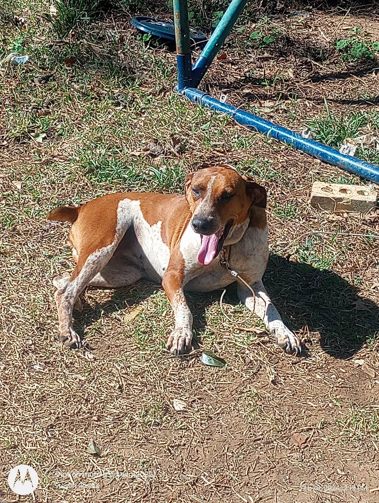 Tam Ann Renois is registered to the contest to win money with this photo: carnivore, collar, companion_dog, dog, dog_breed, dog_supply, fawn, fence, finnish_hound, hound, hunting_dog, liver, pet_supply, scent_hound, soil, sporting_group, tail, working_animal, working_dog