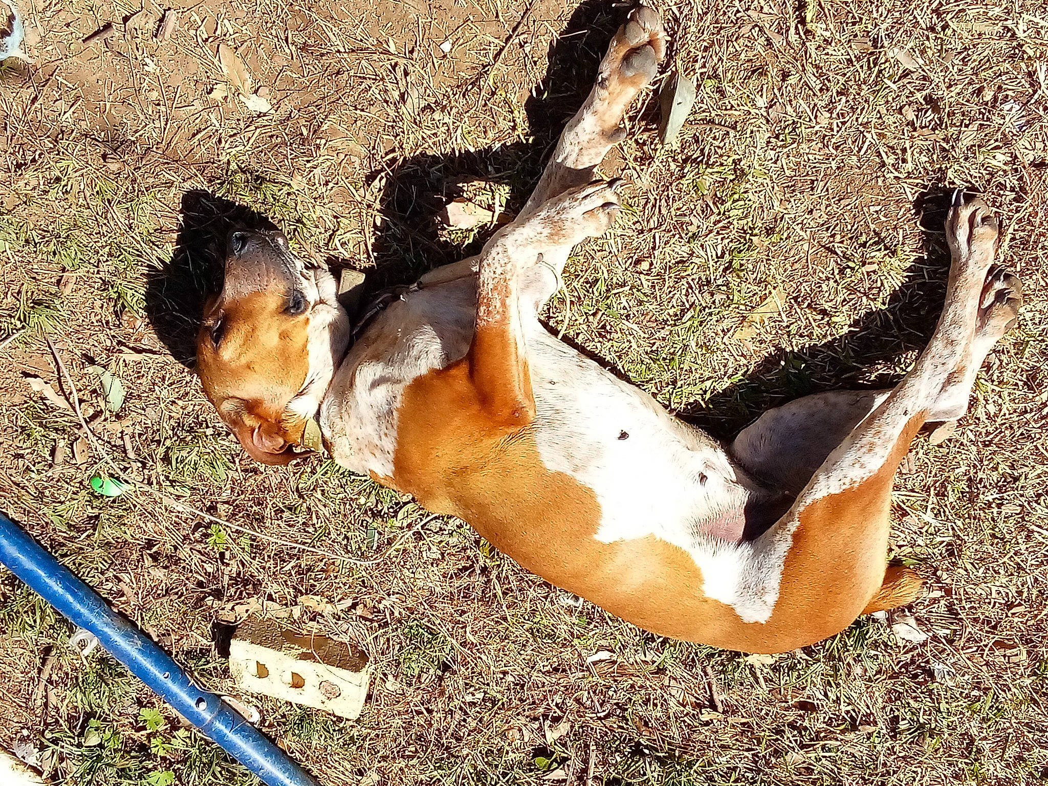 Tam Ann Renois joined the competition — help win amazing prizes! barechested, chest, dog_breed, elbow, eye, fawn, foot, grass, human_leg, leisure, organism, people_in_nature, snout, soil, tail, thigh, tree, trunk, wood