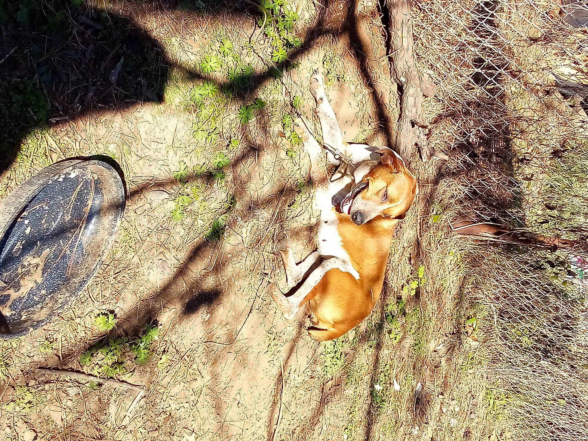 Tam Ann Renois is registered to the contest to win money with this photo: deer, fawn, forest, grass, insect, people_in_nature, pest, plant, plant_stem, rodent, soil, squirrel, tail, terrestrial_animal, terrestrial_plant, tree, trunk, twig, wildlife, wood