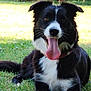 animal, black_and_white, border_collie, canine, collar, dog, ears, fur, grass, happy, lying_down, nature, outdoor, pet, playful, portrait, summer, sunlight, tongue, tongue_out