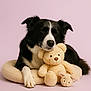 adorable, animal, black_and_white, border_collie, calm, closed_eyes, companion, cozy, cushion, cute, dog, indoor, pastel_background, pet_bed, plush_bunny, portrait, resting, soft_texture, stuffed_toy, teddy_bear