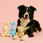 Vaiana participe au concours pour gagner de l'argent avec cette photo : dog, border_collie, black_and_white, pink_background, plush_toy, stuffed_animal, bunny, teddy_bear, pet, animal, cute, tongue_out, laying_down, studio_photo, soft_lighting, smiling_dog, indoor, toy, friendship, playful