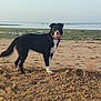 alert, animal, beach, canine, coast, collar, daytime, dog, nature, outdoor, pet, recreation, sand, sea, shoreline, sky, standing, summer, water, wet_fur