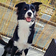 Vaiana a rejoint le concours — aidez-le/la à gagner de superbes lots ! animal, balcony, bamboo_screen, black_and_white, border_collie, chair, daytime, dog, domestic, ears_up, foot, furniture, happy, mat, outdoor, pet, shadow, sitting, sunlight, tongue_out