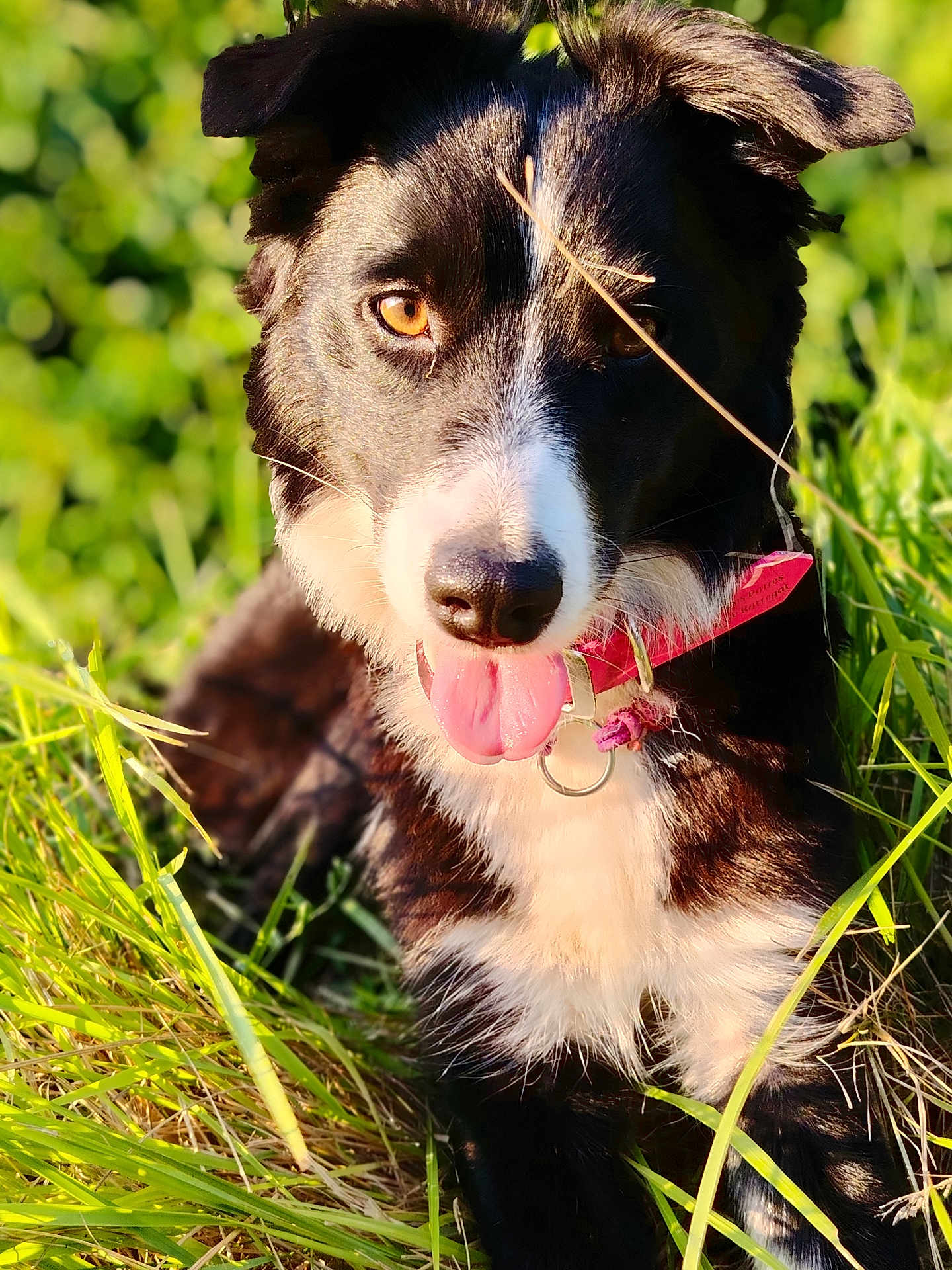 Vaiana participe au concours pour gagner de l'argent avec cette photo : dog, black_and_white, tongue_out, grass, outdoor, pet, animal, collar, sunlight, close_up, happy, nature, fur, face, ears, lying_down, summer, greenery, canine, portrait