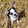 Choupette D'Amour a rejoint le concours — aidez-le/la à gagner de superbes lots ! puppy, dog, chihuahua, small_dog, pet, outdoor, straw, sunlight, collar, animal, cute, ears, fur, nature, young_dog, looking_up, sitting, black_and_white, closeup, daylight