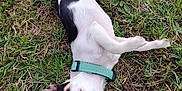 Choupette D'Amour a rejoint le concours — aidez-le/la à gagner de superbes lots ! dog, grass, outdoor, pet, collar, animal, playful, cute, black_and_white, lying_down, ears, small_dog, nature, fur, canine, background, greenery, grass_patch, looking_at_camera, relaxed