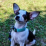 Choupette D'Amour a rejoint le concours — aidez-le/la à gagner de superbes lots ! dog, puppy, small_dog, black_and_white, ears, collar, leash, grass, outdoor, pet, canine, cute, sitting, animal, nature, curious, young, friendly, alert, companion