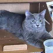 Kingdom is registered to the contest to win money with this photo: animal, box, cardboard_box, cat, closeup, cozy, curious, cute, domestic_cat, feline, fur, green_eyes, grey_cat, household, indoor, pet_food, plastic_cup, relaxed, resting, whiskers