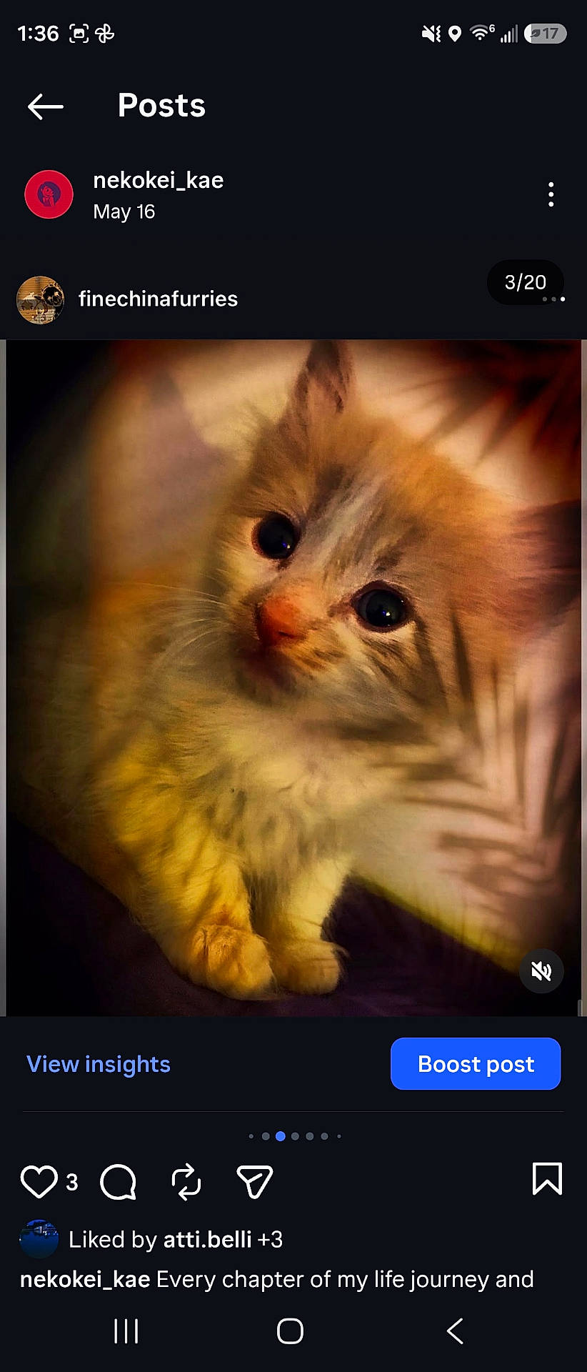 Gobbie joined the competition — help win amazing prizes! animal, cat, closeup, curious, cute, domestic_animal, eyes, feline, fluffy, fur, indoor, kitten, mammal, paws, pet, portrait, small, soft_light, whiskers, young