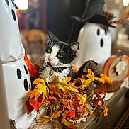 Nana is registered to the contest to win money with this photo: autumn_decor, black_and_white_cat, bokeh, cat, centerpiece, collar_with_bell, curious_expression, fall_leaves, ghost_decoration, halloween, indoor, kitten, mini_pumpkin, orange_colors, pumpkin, seasonal_decor, shallow_depth_of_field, stuffed_toy, tabletop, whiskers