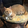 animal, cat, chair, comfort, cozy, cushion, domestic, feline, fur, furniture, home, indoor, looking, orange_tabby, patterned, paws, pet, relaxed, resting, whiskers