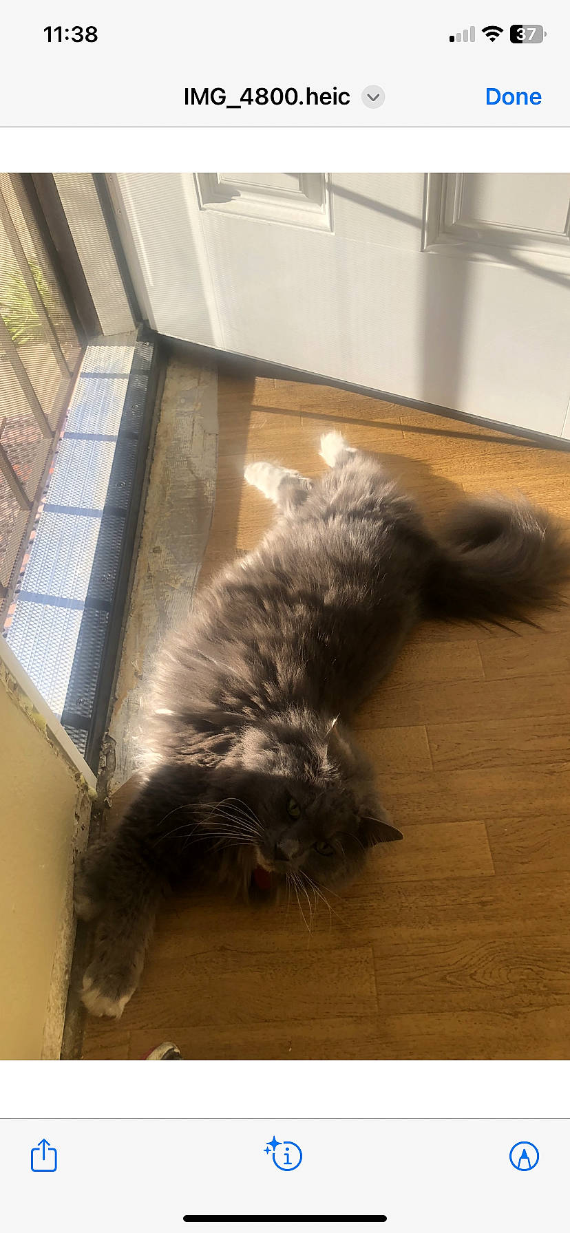 Cloe joined the competition — help win amazing prizes! carnivore, cat, claw, domestic_short_haired_cat, door_mat, felidae, floor, flooring, fur, hardwood, laminate_flooring, room, small_to_medium_sized_cats, tail, terrestrial_animal, tints_and_shades, whiskers, window, wood, wood_flooring