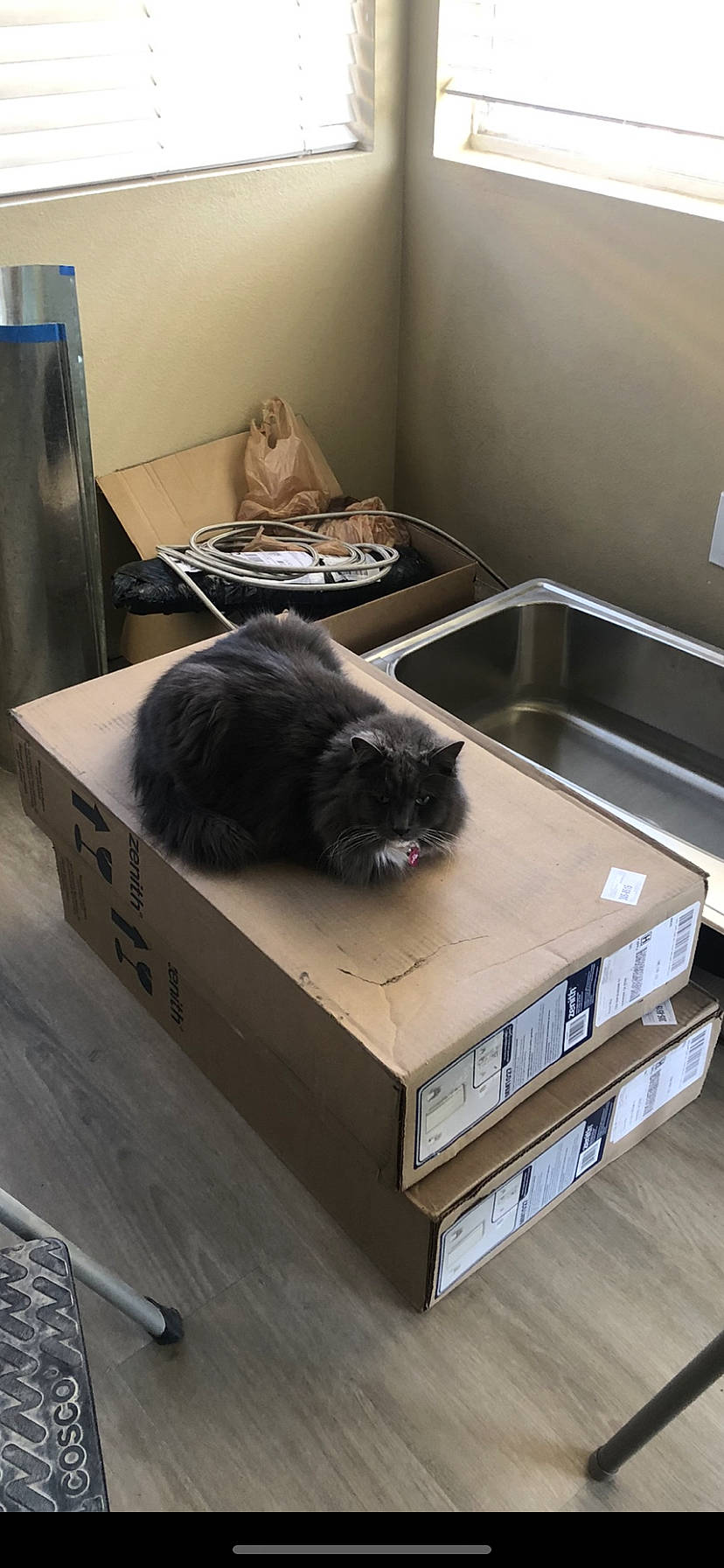 Cloe is registered to the contest to win money with this photo: box, carnivore, cat, comfort, felidae, floor, flooring, fur, gas, grey, hardwood, household_supply, major_appliance, pet_supply, room, sink, small_to_medium_sized_cats, tail, whiskers, wood
