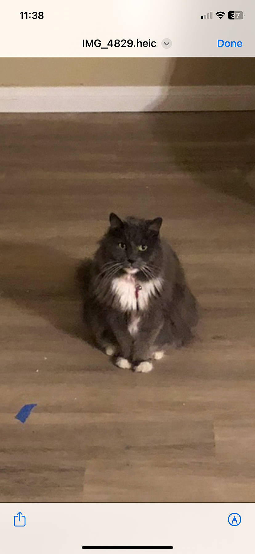 Cloe is registered to the contest to win money with this photo: asphalt, british_longhair, carnivore, cat, domestic_short_haired_cat, felidae, floor, flooring, fur, grey, hardwood, paw, persian, road_surface, shadow, small_to_medium_sized_cats, tail, terrestrial_animal, whiskers, wood
