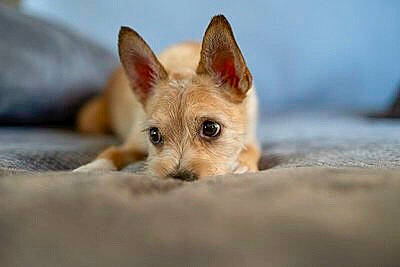 Marvel a rejoint le concours — aidez-le/la à gagner de superbes lots ! australian_terrier, canidae, carnivore, companion_dog, dog, dog_breed, ear, fawn, mammal, norwich_terrier, portuguese_podengo, puppy, rare_breed_dog, snout, street_dog, vertebrate