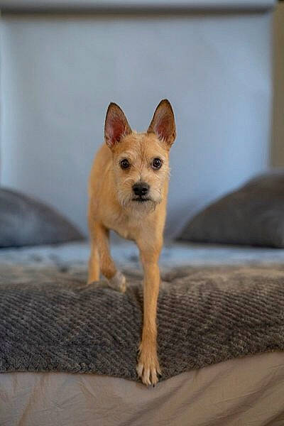 Marvel a rejoint le concours — aidez-le/la à gagner de superbes lots ! canaan_dog, canidae, carnivore, carolina_dog, dog, dog_breed, fawn, mammal, norwegian_buhund, puppy, rare_breed_dog, vertebrate