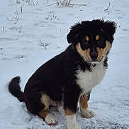 Appy a rejoint le concours — aidez-le/la à gagner de superbes lots ! puppy, dog, snow, outdoor, grass, black_fur, white_fur, tan_fur, sitting, curious, pet, winter, young_dog, animal, fur, canine, nature, cold, cute, winter_landscape