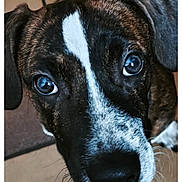 Baloo a rejoint le concours — aidez-le/la à gagner de superbes lots ! dog, puppy, boxer, brindle, black_and_white, close_up, portrait, face, eyes, nose, muzzle, ears, short_hair, pet, animal, indoors, tile_floor, looking_at_camera, curious, cute