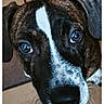 dog, puppy, boxer, brindle, black_and_white, close_up, portrait, face, eyes, nose, muzzle, ears, short_hair, pet, animal, indoors, tile_floor, looking_at_camera, curious, cute
